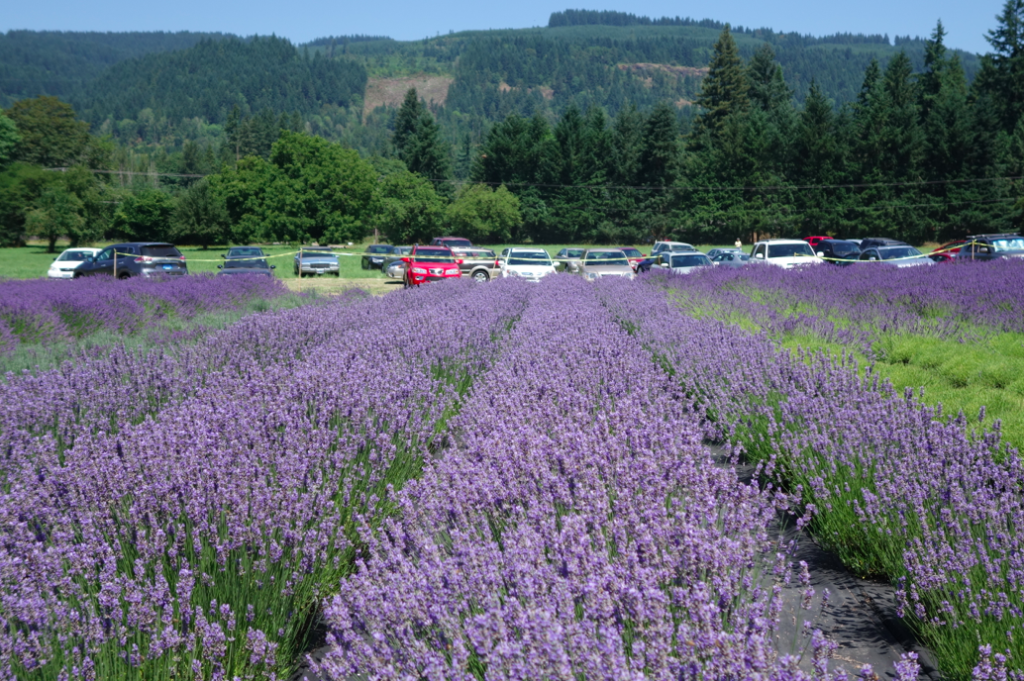 purple rows