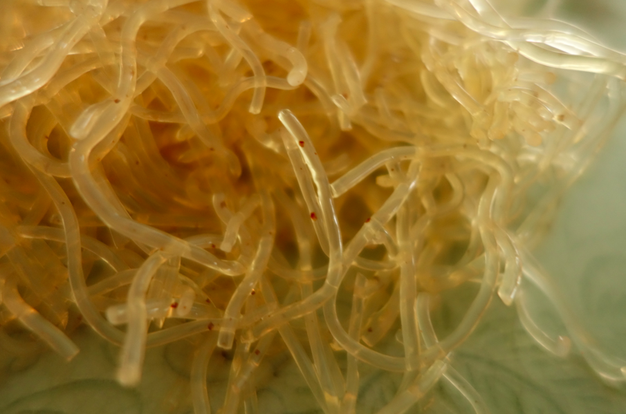 The texture of the kelp is crunchy with a tad of slimy.