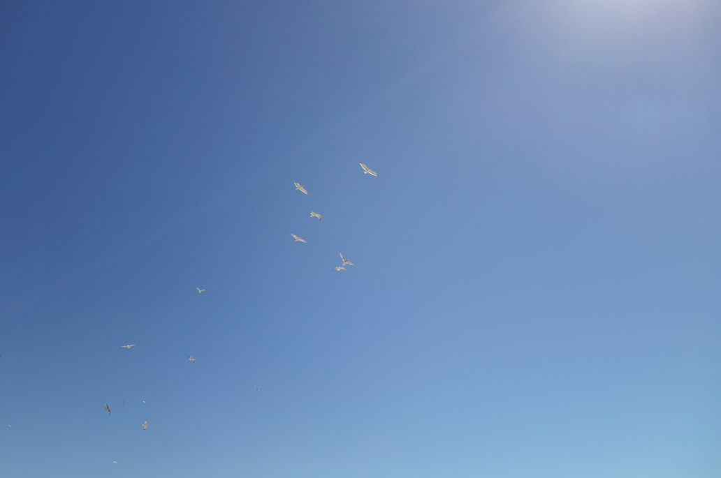 Seagulls in the PNW sky > Seagulls in any other part of the country.