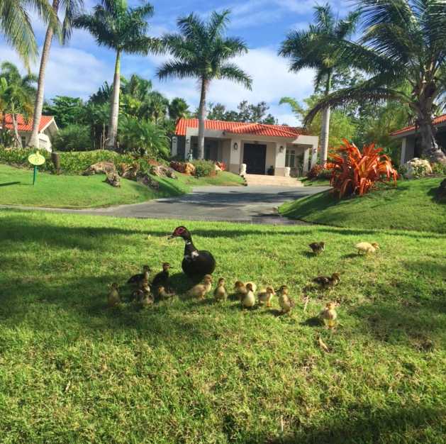 Nature in Puerto Rico: lots of lizards, iguanas, and baby ducks.