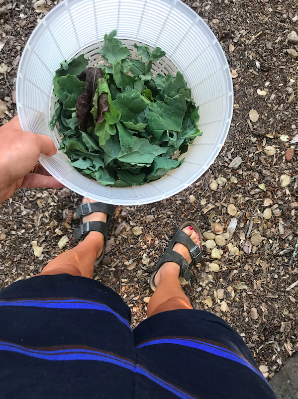 All the veggies for the meals came from the backyard. We would literally just go with a basket and pick what we wanted. I made a simple kale salad, that apparently people loved and requested the next day (who knew?)
